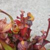 Sarracenia x (S. flava ornata -- “Black Veins” (original)x S. flava var. atropurpurea -- ‘Waccamaw’) – Image 6