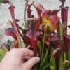 Sarracenia x (S. flava ornata -- “Black Veins” (original)x S. flava var. atropurpurea -- ‘Waccamaw’) – Image 5