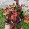 Sarracenia x (S. flava ornata -- “Black Veins” (original)x S. flava var. atropurpurea -- ‘Waccamaw’) – Image 4