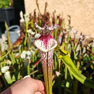 Sarracenia leucophylla -- "red stripe throat