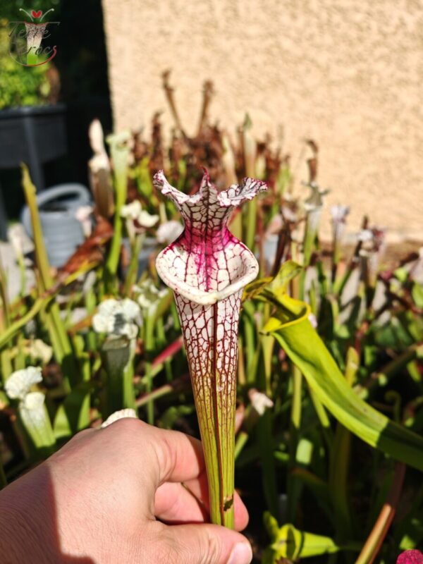 Sarracenia leucophylla -- "red stripe throat