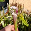 Sarracenia leucophylla -- "red stripe throat - Image 2