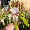 Sarracenia leucophylla -- "red stripe throat - Image 3