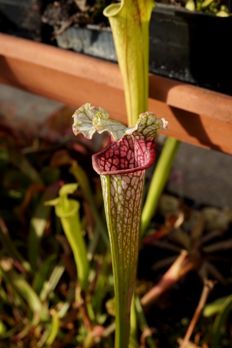 Sarracenia leucophylla -- Wavy lid, yellow flower.(PW) – Image 7