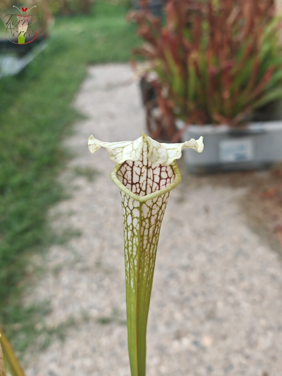 Sarracenia leucophylla -- Wavy lid, yellow flower.(PW) – Image 4