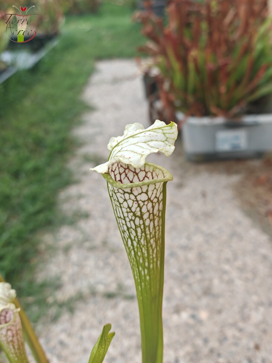 Sarracenia leucophylla -- Wavy lid, yellow flower.(PW) – Image 5