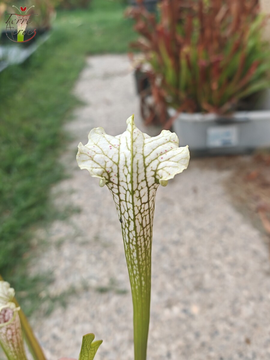 Sarracenia leucophylla -- Wavy lid, yellow flower.(PW) – Image 6