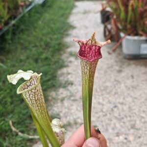 Sarracenia leucophylla -- Wavy lid, yellow flower.(PW)
