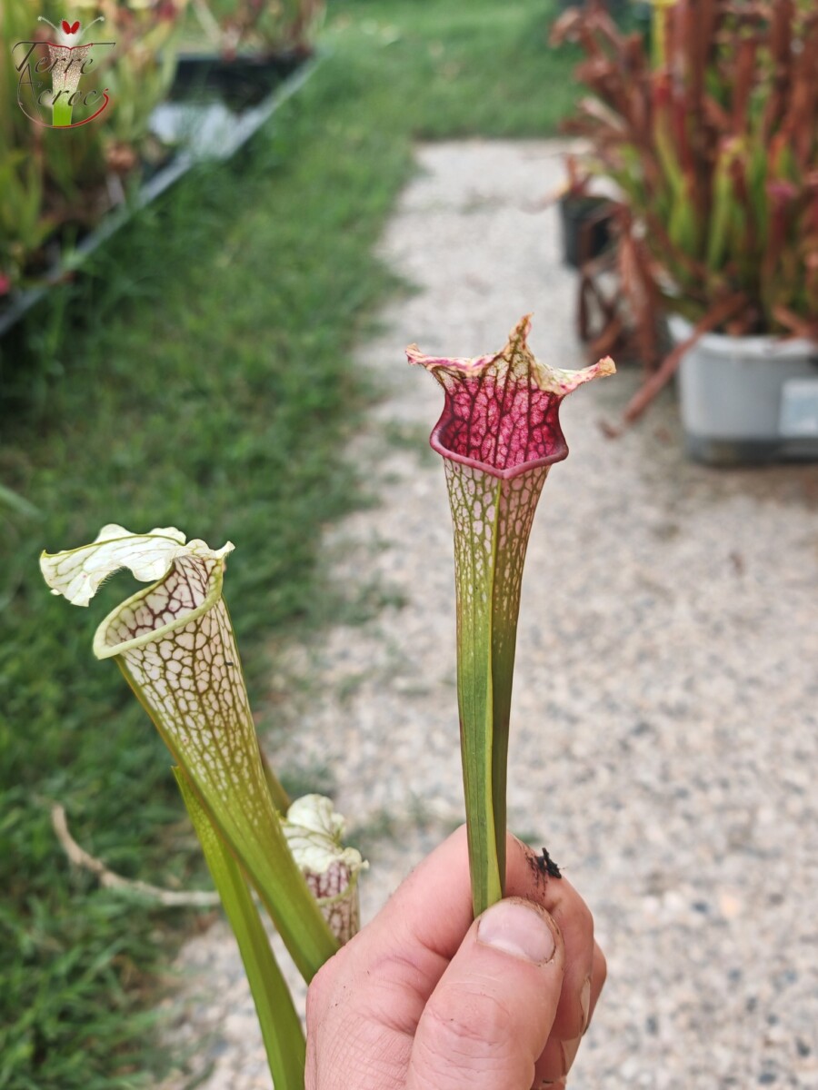 Sarracenia leucophylla -- Wavy lid, yellow flower.(PW)