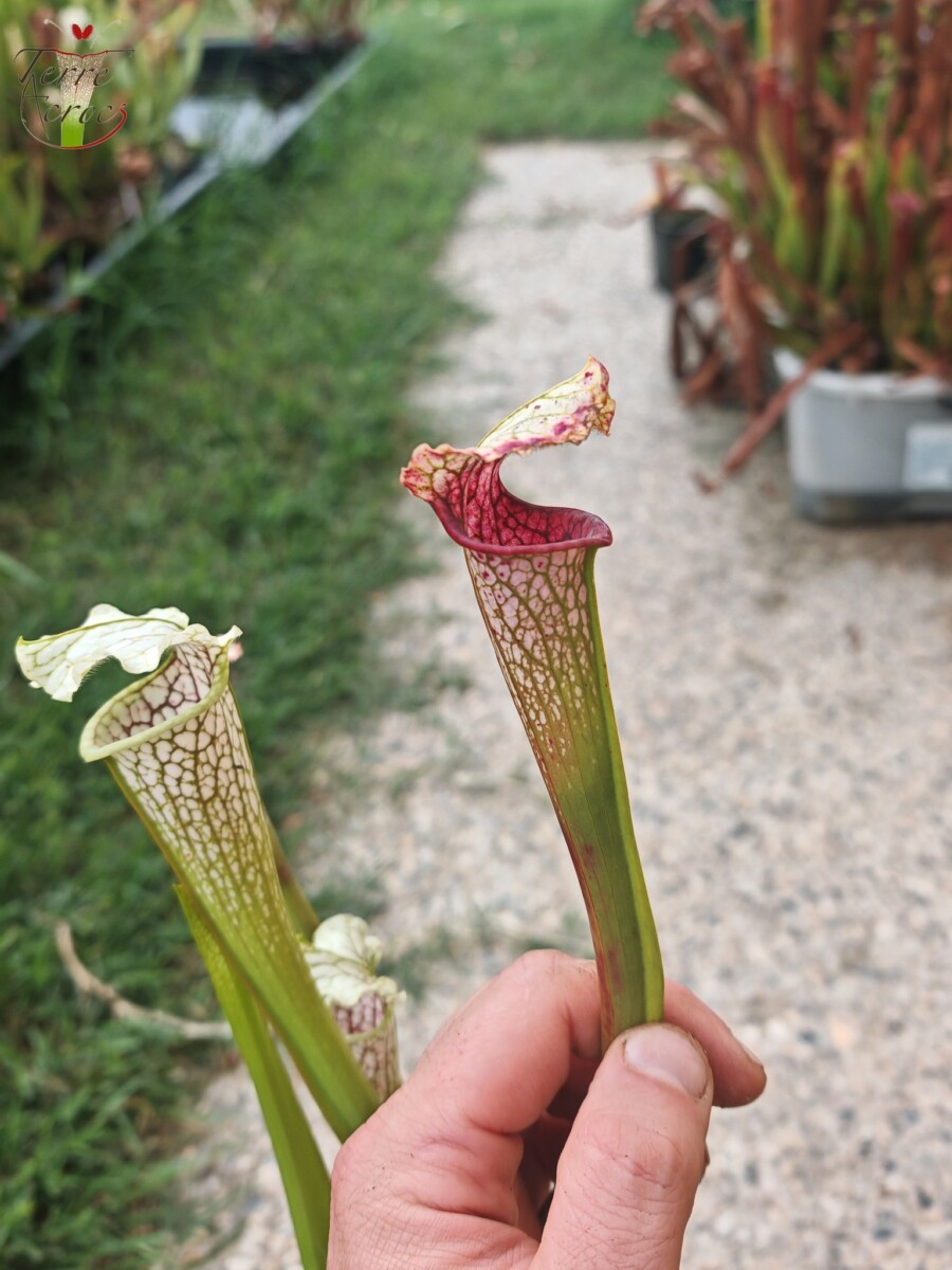 Sarracenia leucophylla -- Wavy lid, yellow flower.(PW) – Image 2