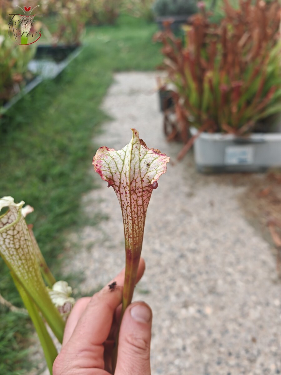 Sarracenia leucophylla -- Wavy lid, yellow flower.(PW) – Image 3