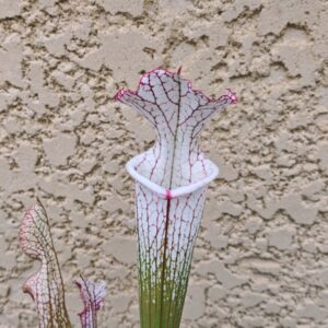 Sarracenia leucophylla -- (L35C, Msrba)