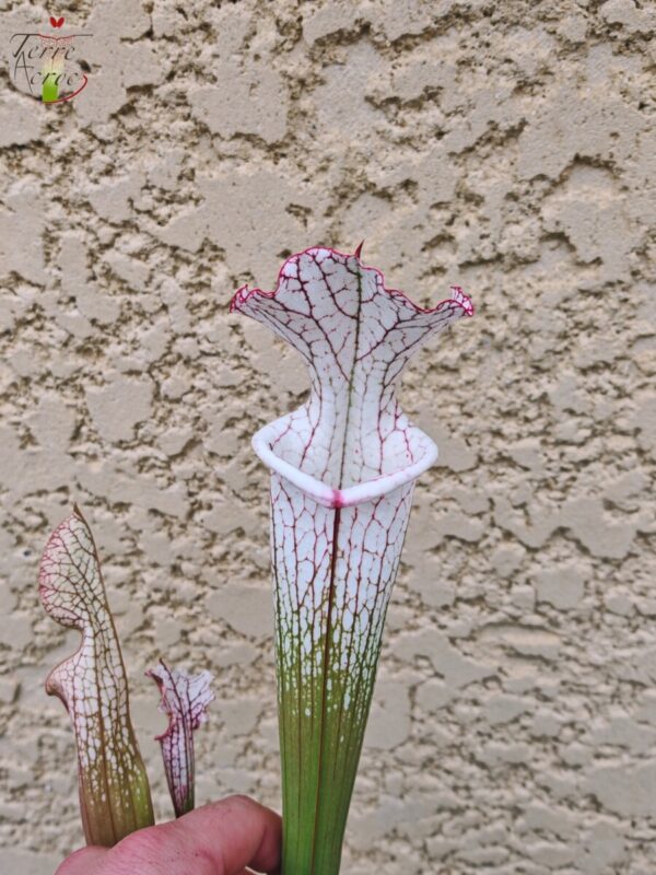 Sarracenia leucophylla -- (L35C, Msrba)