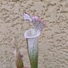 Sarracenia leucophylla -- (L35C, Msrba) - Image 2