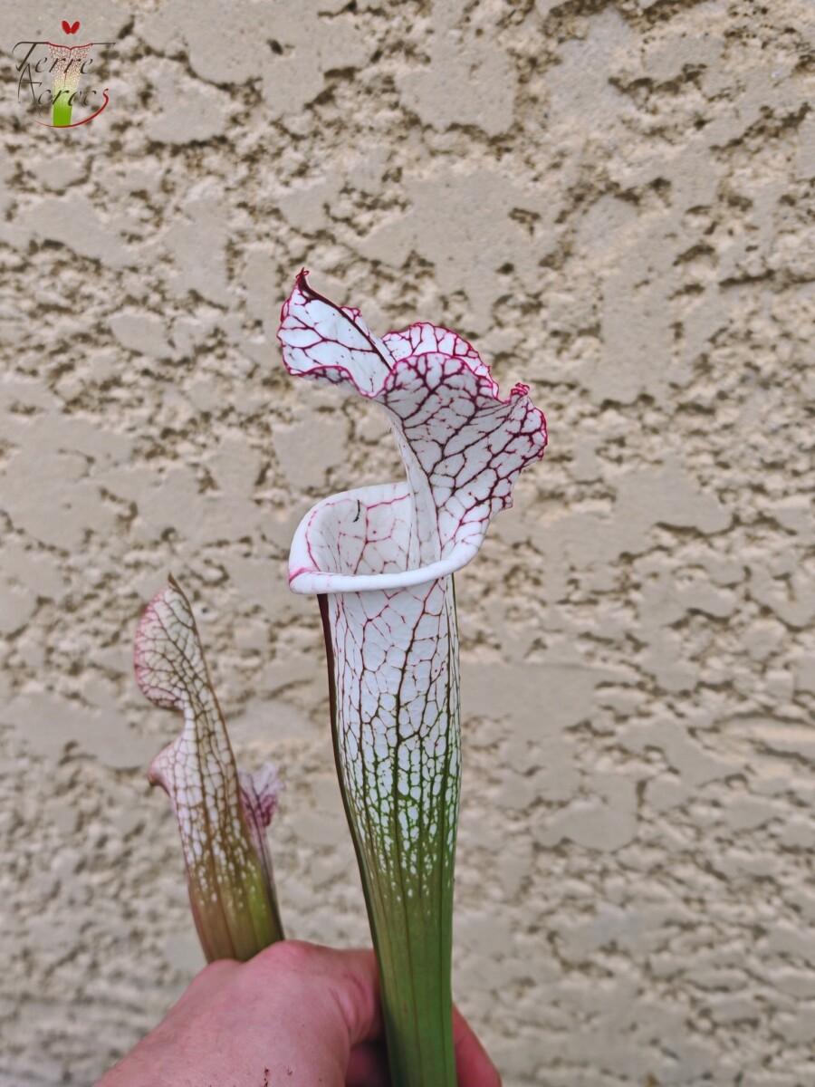 Sarracenia leucophylla -- (L35C, Msrba) - Image 2