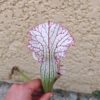 Sarracenia leucophylla -- (L35C, Msrba) - Image 3
