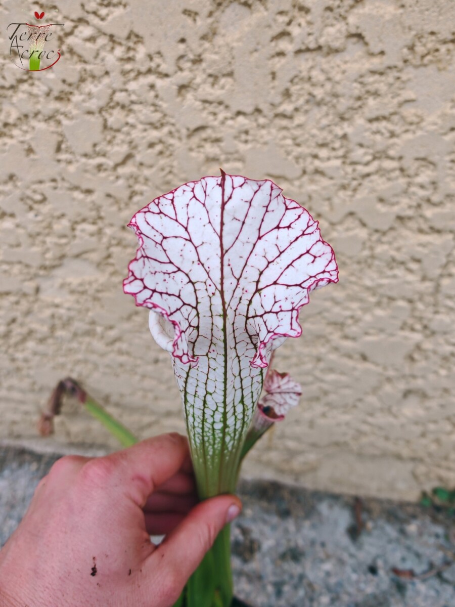 Sarracenia leucophylla -- (L35C, Msrba) - Image 3