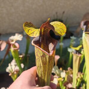 S. x (alata var. nigropurpurea x flava var. rubricorpora)