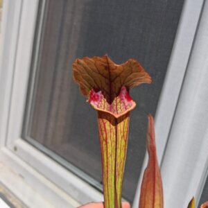 Sarracenia x (S. flava var. ornata x S. x mitchelliana) clone b