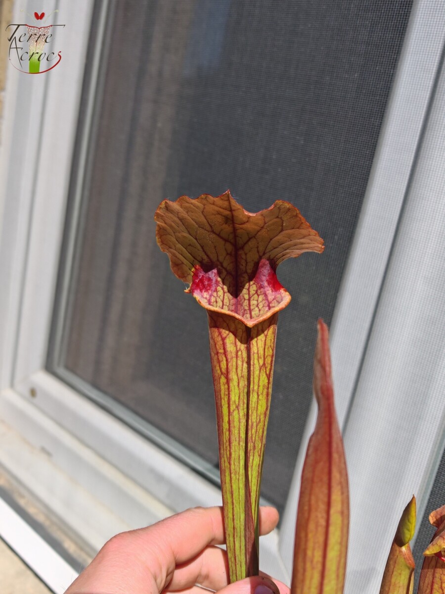 Sarracenia x (S. flava var. ornata x S. x mitchelliana) clone b