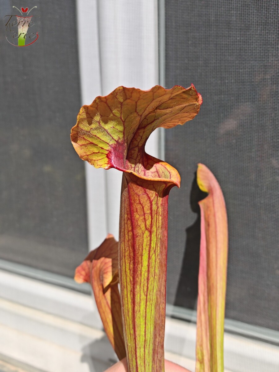 Sarracenia x (S. flava var. ornata x S. x mitchelliana) clone b - Image 2