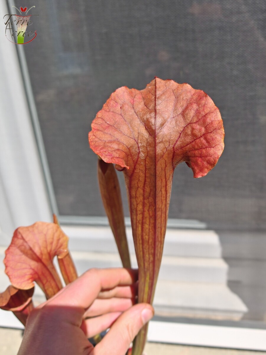 Sarracenia x (S. flava var. ornata x S. x mitchelliana) clone b - Image 3