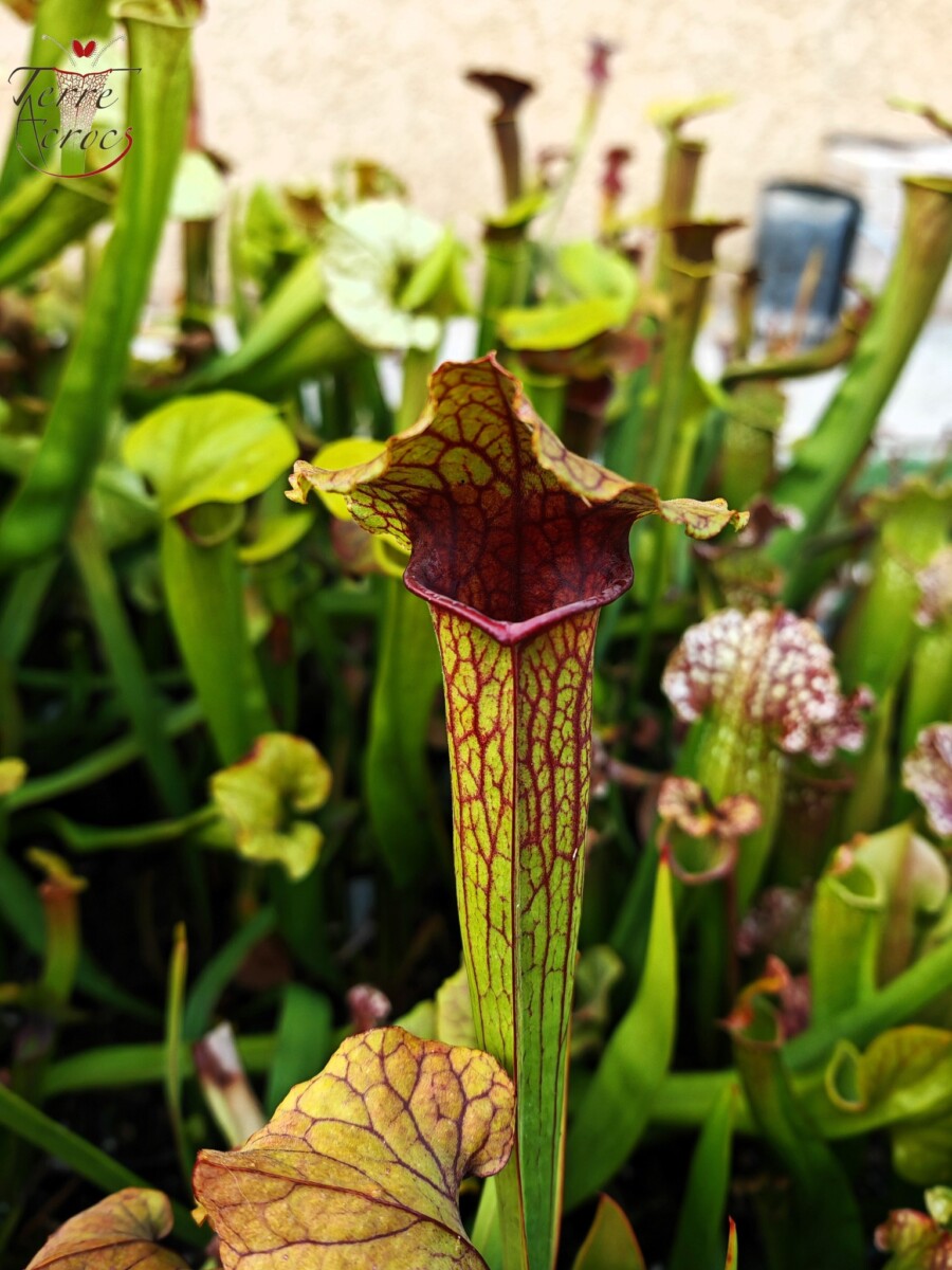 Sarracenia x (S. flava var. ornata x S. x mitchelliana) clone b - Image 4