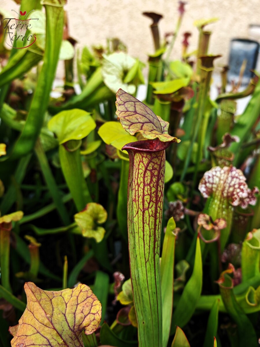 Sarracenia x (S. flava var. ornata x S. x mitchelliana) clone b - Image 5