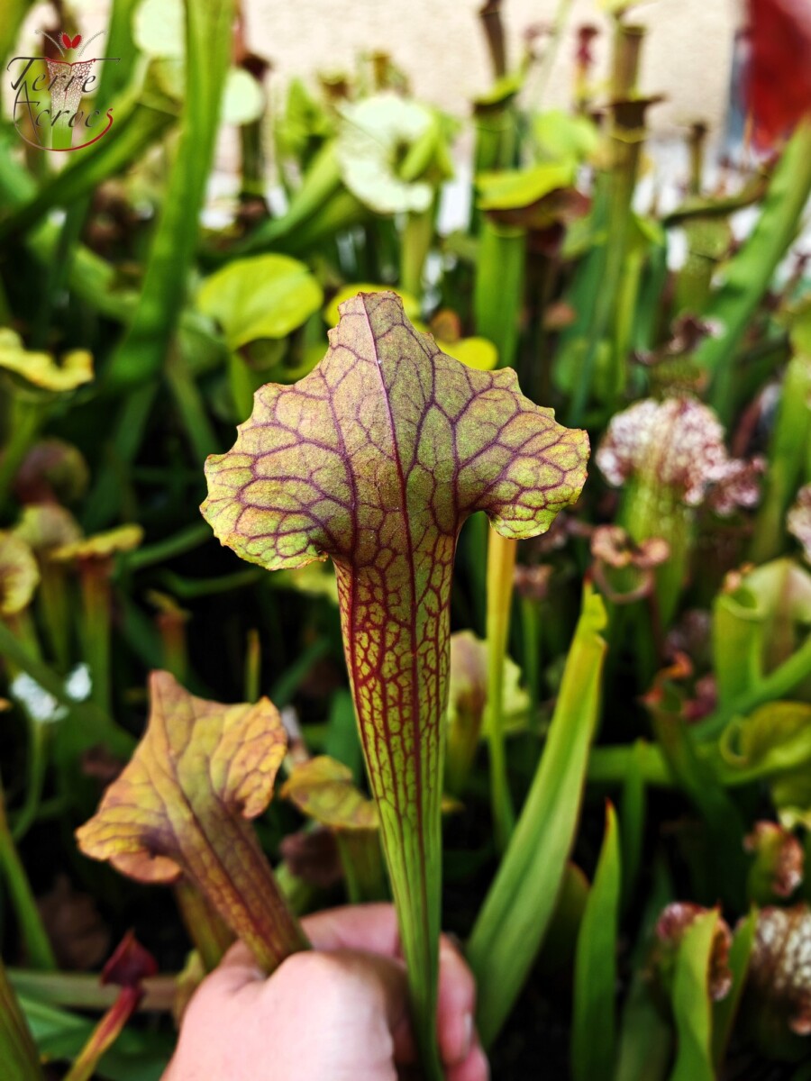 Sarracenia x (S. flava var. ornata x S. x mitchelliana) clone b - Image 6