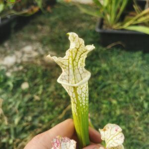 Sarracenia x (((S. leucophylla × S. oreophila) × S. leucophylla) x S. leucophylla HCW)seedling