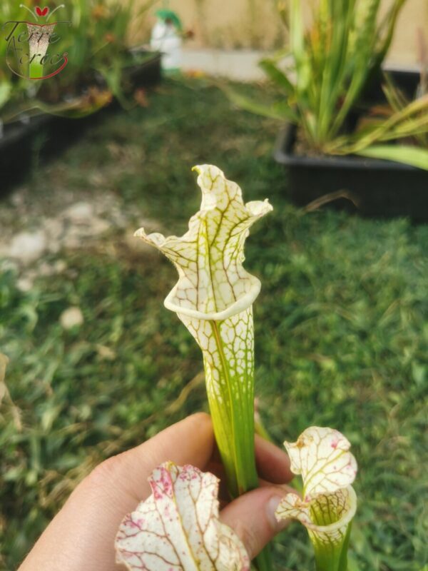 Sarracenia x (((S. leucophylla × S. oreophila) × S. leucophylla) x S. leucophylla HCW)seedling