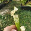 Sarracenia x (((S. leucophylla × S. oreophila) × S. leucophylla) x S. leucophylla HCW)seedling – Image 2