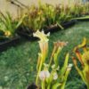 Sarracenia x (((S. leucophylla × S. oreophila) × S. leucophylla) x S. leucophylla HCW)seedling – Image 3