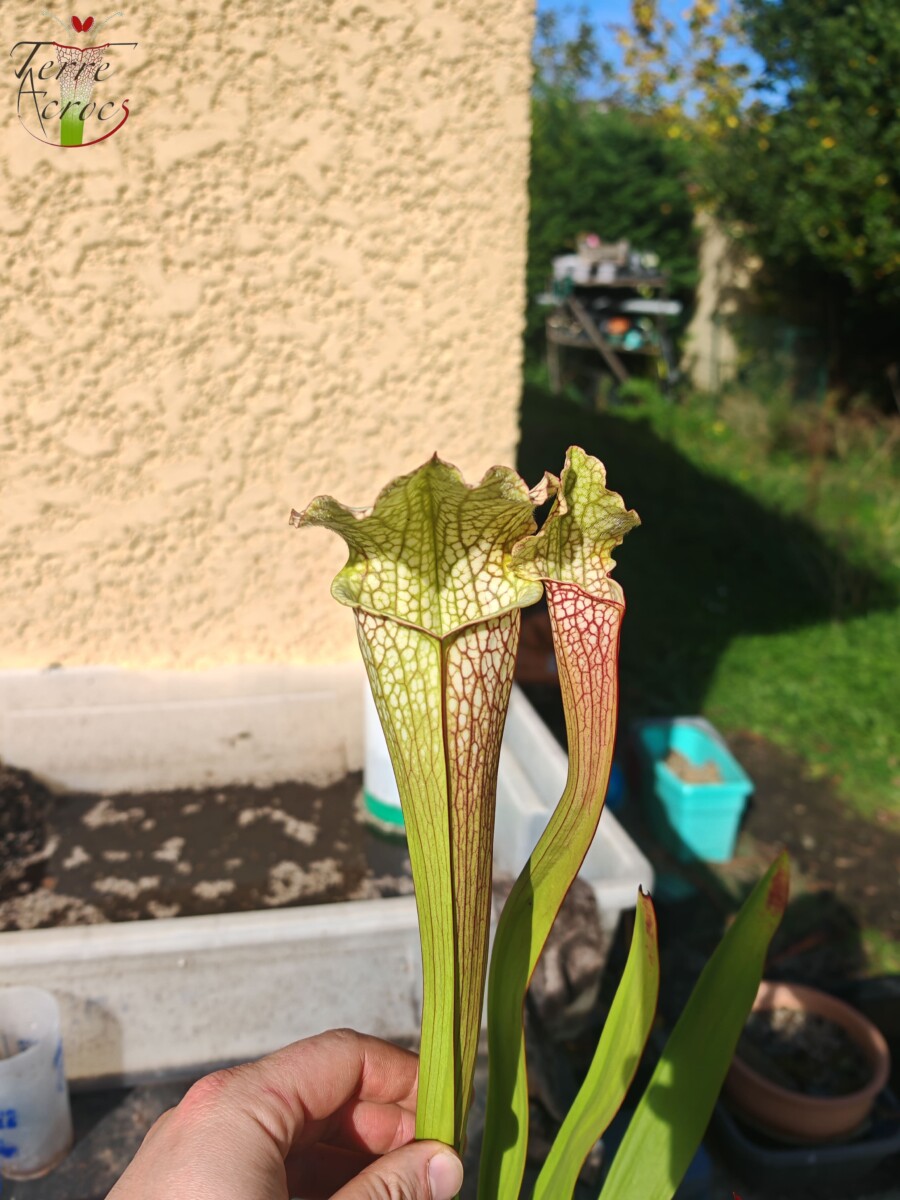Sarracenia x (leucophylla x 'Bella') (clone C)
