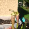 Sarracenia x (leucophylla x 'Bella') (clone C) - Image 2
