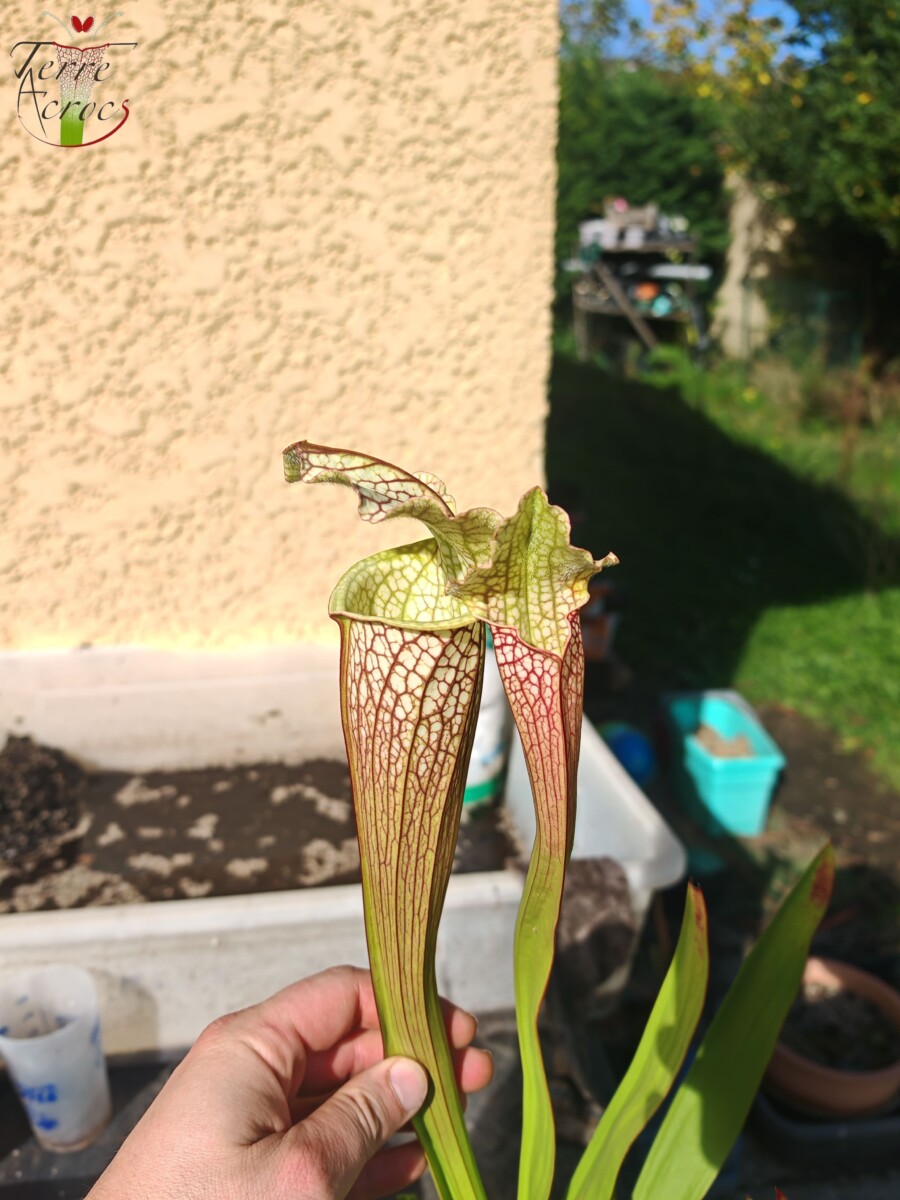 Sarracenia x (leucophylla x 'Bella') (clone C) - Image 2