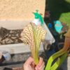 Sarracenia x (leucophylla x 'Bella') (clone C) - Image 3