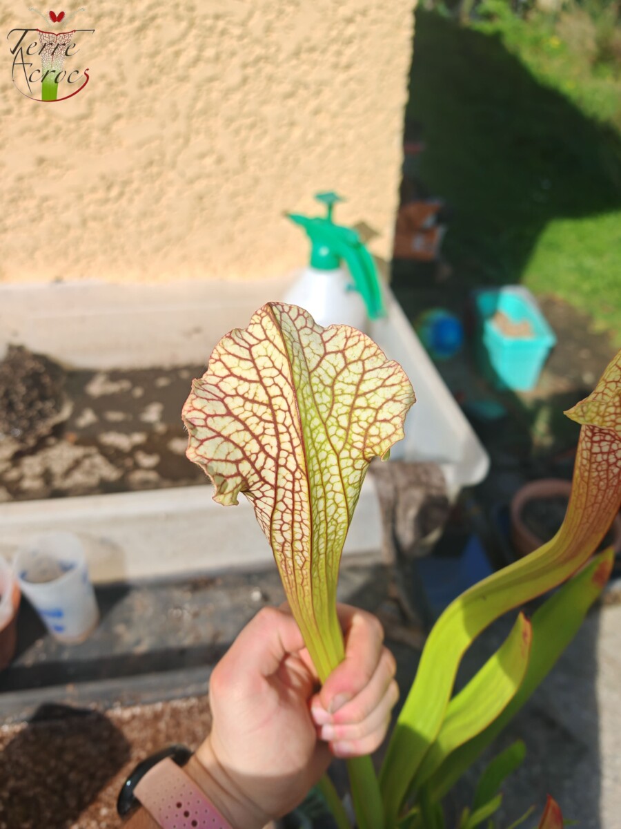 Sarracenia x (leucophylla x 'Bella') (clone C) - Image 3