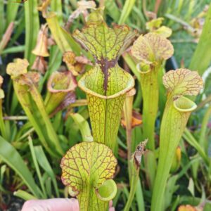 Sarracenia x (S. X moorei 'Leah Wilkerson' x S. X 'French Kiss') (clone H)