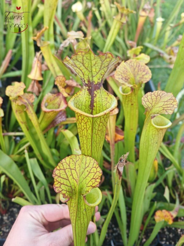 Sarracenia x (S. X moorei 'Leah Wilkerson' x S. X 'French Kiss') (clone H)