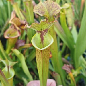 Sarracenia x (S. X moorei 'Leah Wilkerson' x S. X 'French Kiss') (Clone I)