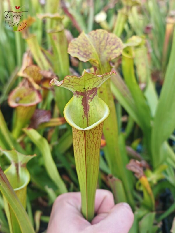 Sarracenia x (S. X moorei 'Leah Wilkerson' x S. X 'French Kiss') (Clone I)