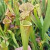 Sarracenia x (S. X moorei 'Leah Wilkerson' x S. X 'French Kiss') (Clone I) – Image 2