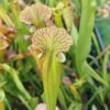 Sarracenia x (S. X moorei 'Leah Wilkerson' x S. X 'French Kiss') (Clone I) – Image 3
