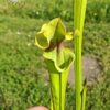 Sarracenia x (S. X moorei 'Leah Wilkerson' x S. X 'French Kiss') (U08-01) – Image 7