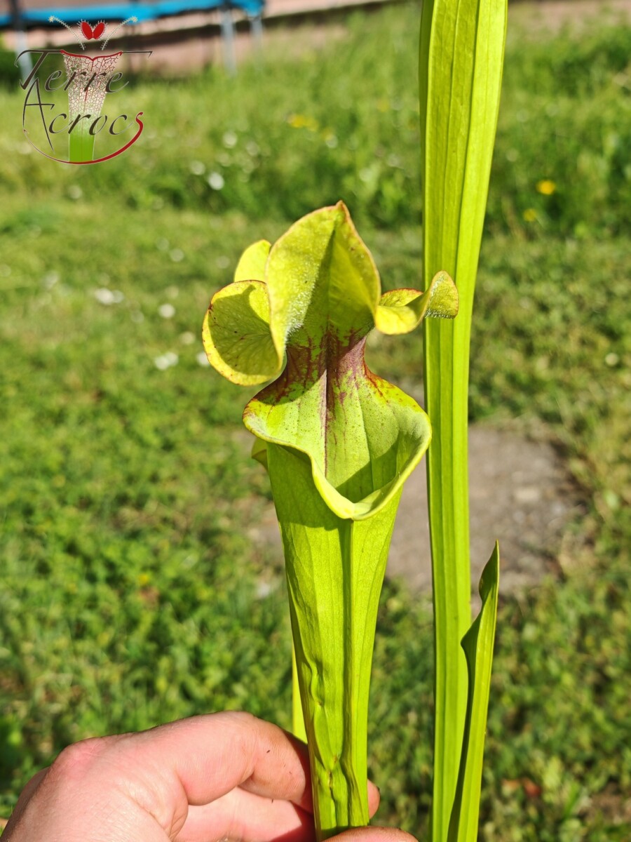 Sarracenia x (S. X moorei 'Leah Wilkerson' x S. X 'French Kiss') (U08-01) – Image 7
