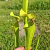 Sarracenia x (S. X moorei 'Leah Wilkerson' x S. X 'French Kiss') (U08-01) – Image 8