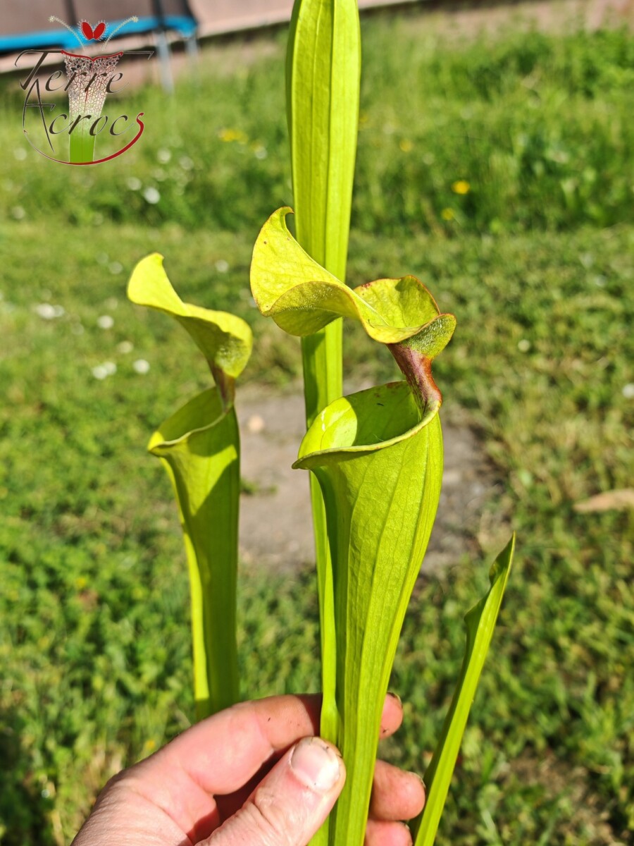 Sarracenia x (S. X moorei 'Leah Wilkerson' x S. X 'French Kiss') (U08-01) – Image 8