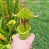 Sarracenia x (S. X moorei 'Leah Wilkerson' x S. X 'French Kiss') (U08-01) – Image 4