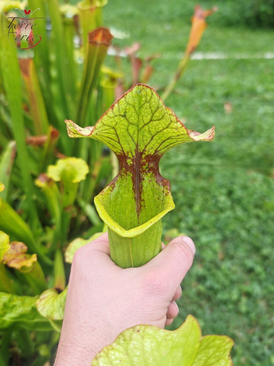 Sarracenia x (S. X moorei 'Leah Wilkerson' x S. X 'French Kiss') (U08-01) – Image 4